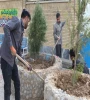 کاشت نهال درروز درختکاری  4