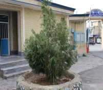 کاشت نهال درروز درختکاری  5